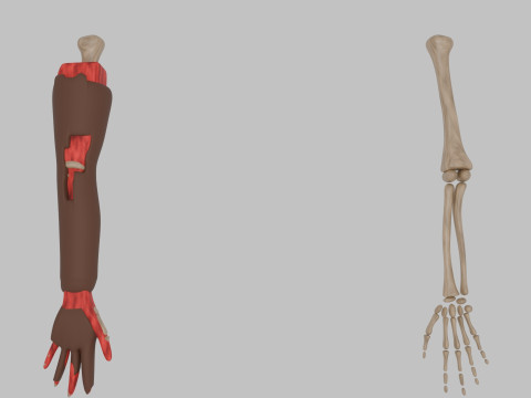 Bones of the arms and hands Model 3D