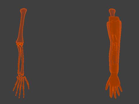 Bones of the arms and hands Model 3D