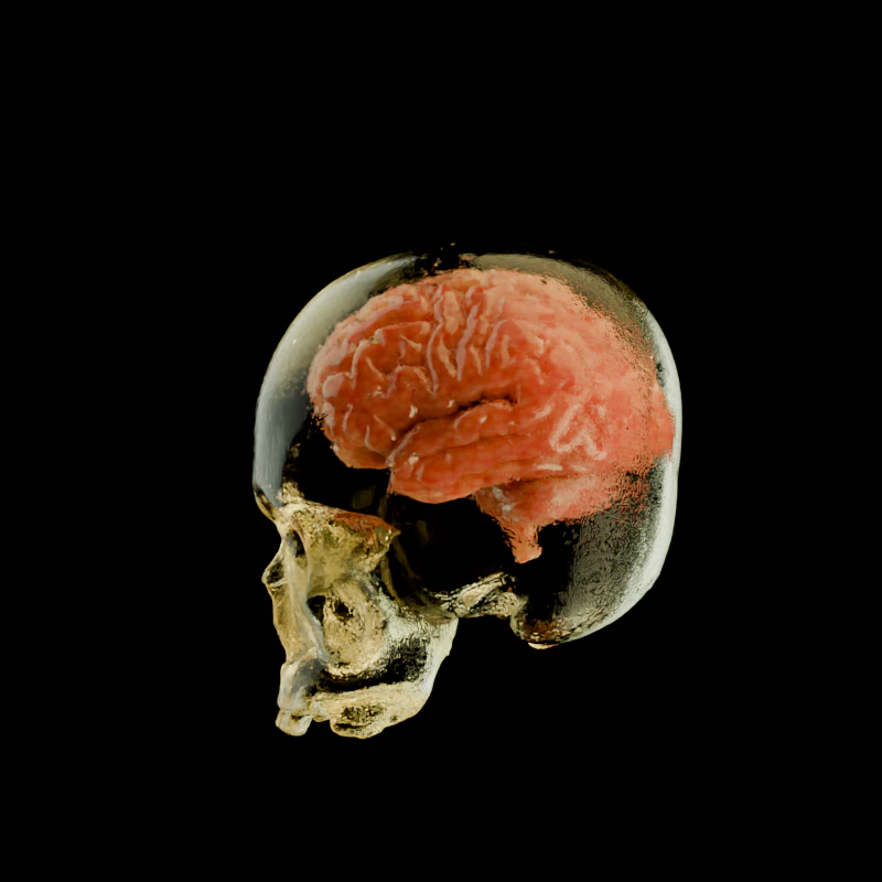 Skull for medical study 3D Model .c4d .max .obj .3ds .fbx .stl .blend 