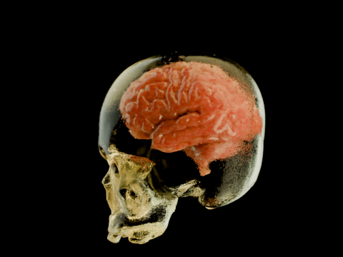 Skull for medical study 3D Model