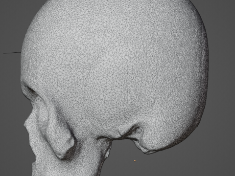 Skull for medical study 3D Модель