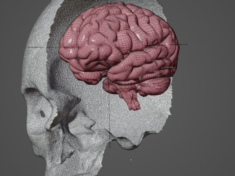 Skull for medical study 3D Модель