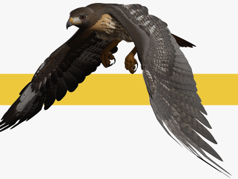 Stunning of a Majestic Falcon Wildlife Enthusiasts Low-poly 3D Model