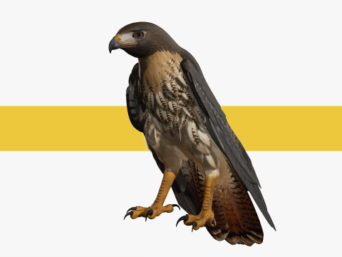 Stunning of a Majestic Falcon Wildlife Enthusiasts Low-poly 3D Model