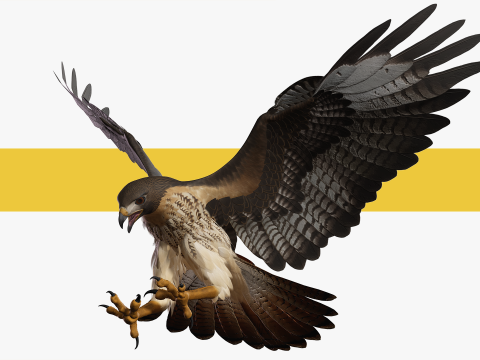 Stunning of a Majestic Falcon Wildlife Enthusiasts Low-poly 3D Model