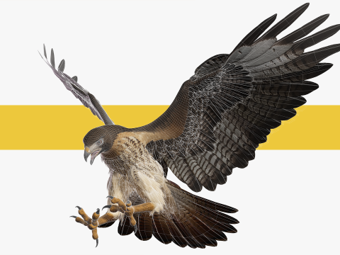 Stunning of a Majestic Falcon Wildlife Enthusiasts Low-poly 3D Model
