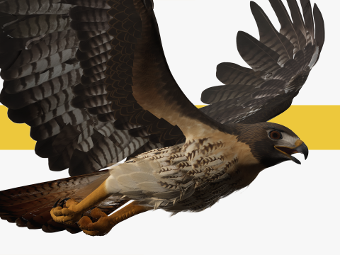 Stunning of a Majestic Falcon Wildlife Enthusiasts Low-poly 3D Model