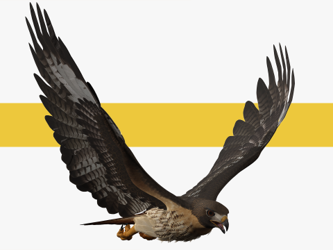 Stunning of a Majestic Falcon Wildlife Enthusiasts Low-poly 3D Model