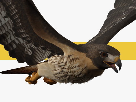 Stunning of a Majestic Falcon Wildlife Enthusiasts Low-poly 3D Model