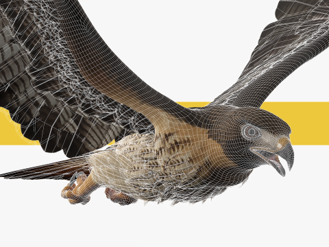 Stunning of a Majestic Falcon Wildlife Enthusiasts Low-poly 3D Model