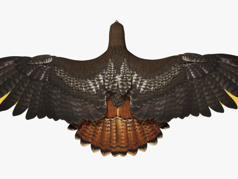 Stunning of a Majestic Falcon Wildlife Enthusiasts Low-poly 3D Model