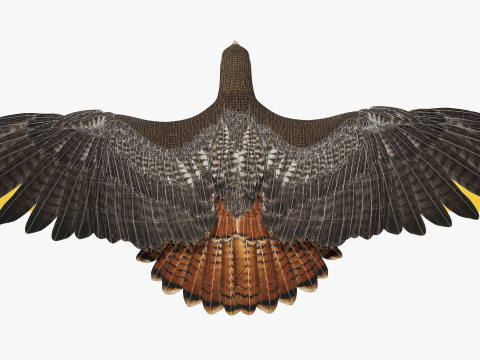 Stunning of a Majestic Falcon Wildlife Enthusiasts Low-poly 3D Model