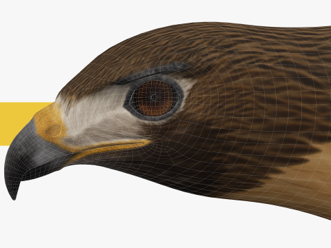 Stunning of a Majestic Falcon Wildlife Enthusiasts Low-poly 3D Model