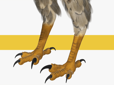 Stunning of a Majestic Falcon Wildlife Enthusiasts Low-poly 3D Model
