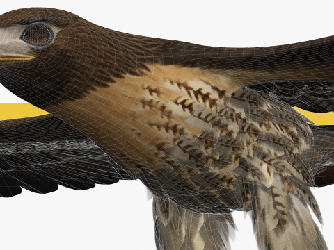 Stunning of a Majestic Falcon Wildlife Enthusiasts Low-poly 3D Model