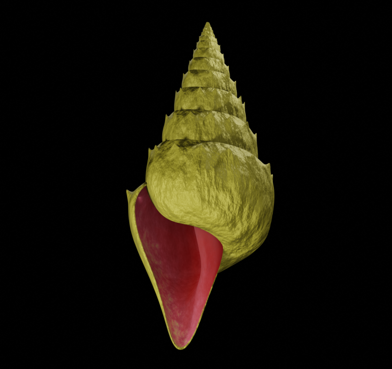 Spiky Shell 3D Model .c4d .max .obj .3ds .fbx .stl .blend 