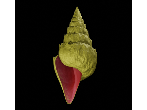 Spiky Shell 3Dモデル