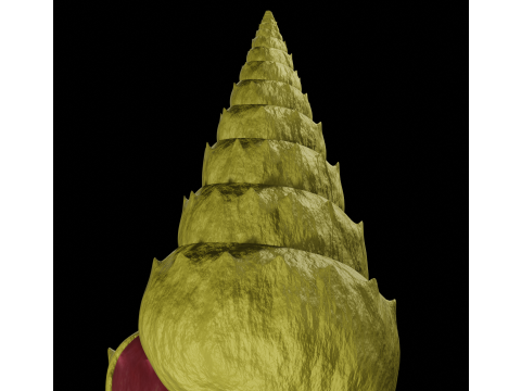Spiky Shell 3D Model