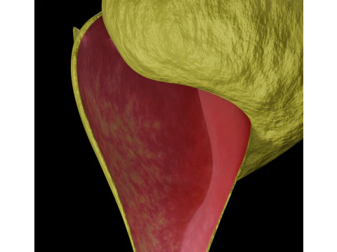 Spiky Shell 3D Model