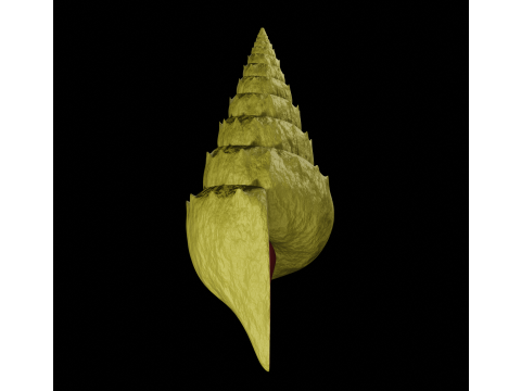 Spiky Shell 3D Model