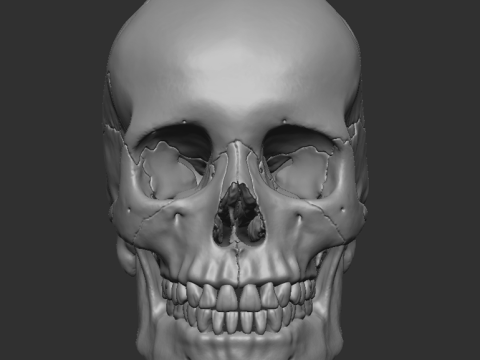 Human skull - craneo humano Modello di stampa 3D