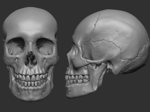 Human skull - craneo humano 3D 프린트 모델