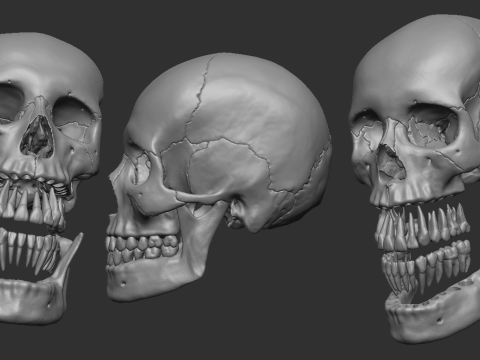 Human skull - craneo humano 3D 프린트 모델