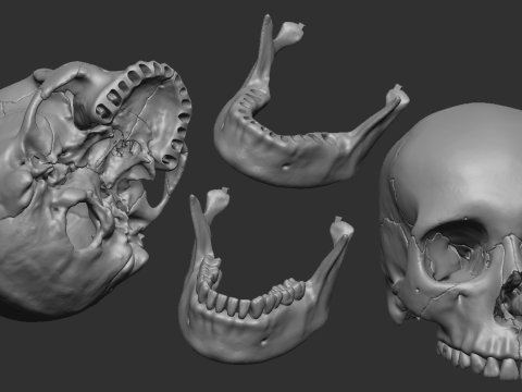 Human skull - craneo humano 3D 프린트 모델