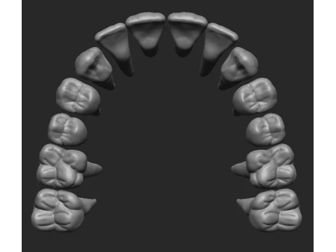 Boventanden - Dientes superiores 3D printmodel