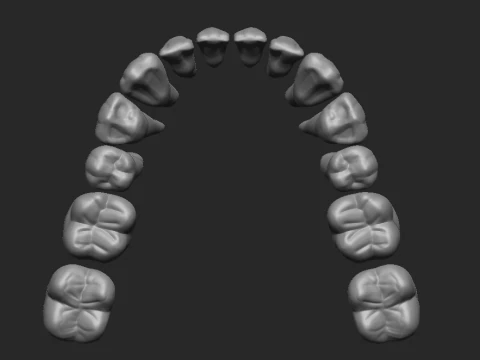 Untere Z&auml;hne - Dientes Inferiores 3D Druckmodell