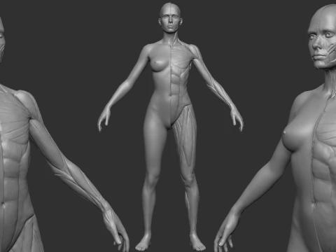 Ecorche female 3D Print Model
