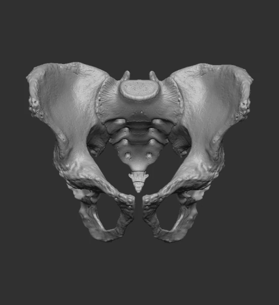 Male pelvis 3D Print Model .c4d .max .obj .3ds .fbx .stl .blend 