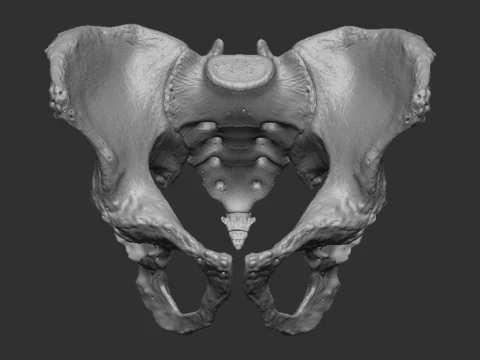 Bassin masculin Modèles 3D en vedette