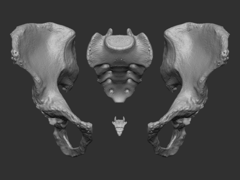 Male pelvis Modello di stampa 3D