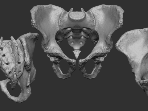 Male pelvis Modello di stampa 3D