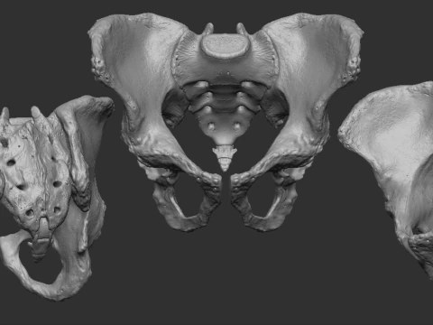 Male pelvis 3D Print Model
