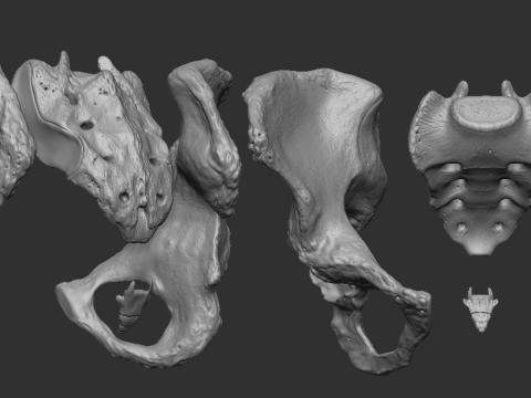 Male pelvis Modello di stampa 3D
