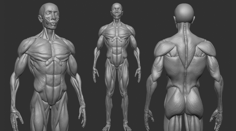 ECORCHE MALE - ANATOMIA HOMBRE 3Dプリントモデル .c4d .max .obj .3ds .fbx .stl .blend