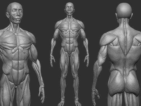 ECORCHE MALE - ANATOMIA HOMBRE Modello di stampa 3D