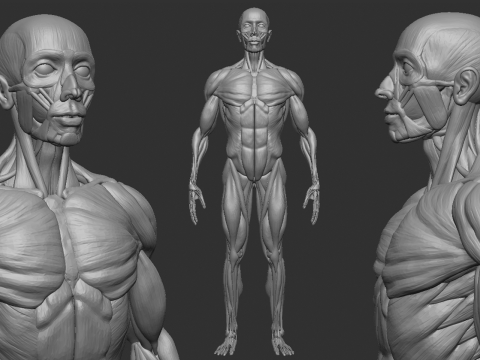 ECORCHE MALE - ANATOMIA HOMBRE 3Dプリントモデル