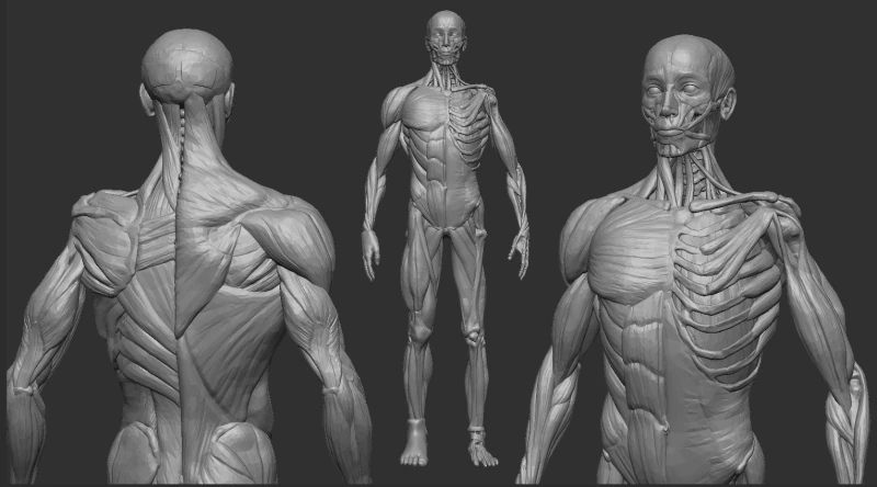 ECORCHE MALE - ANATOMIA HOMBRE 3D Print Model .c4d .max .obj .3ds .fbx .stl .blend 