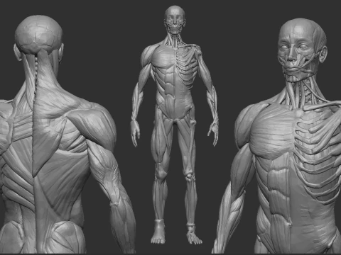 ÉCORCHE MÂLE - ANATOMIA HOMBRE Modèles 3D en vedette