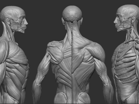 ECORCHE MALE - ANATOMIA HOMBRE 3D Print Model