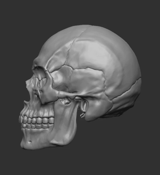 Human skull - craneo humano 3D Print Model .c4d .max .obj .3ds .fbx .stl .blend 