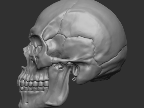 Human skull - craneo humano Modello di stampa 3D