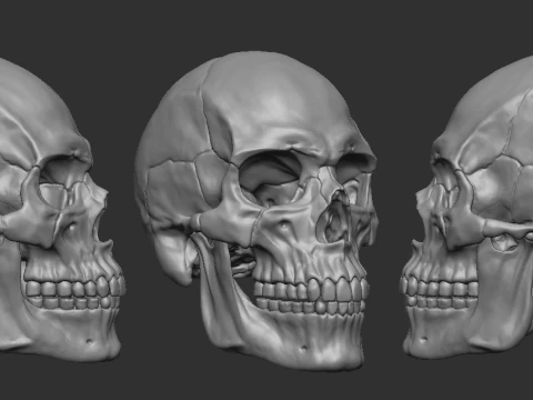 Human skull - craneo humano 3D Print Model