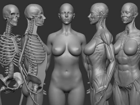 ECORCHE FEMALE - ANATOMIA MUJER Modello di stampa 3D