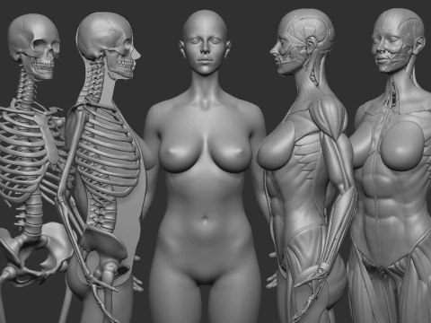 ECORCHE WEIBLICH - ANATOMIA MUJER 3D Druckmodell