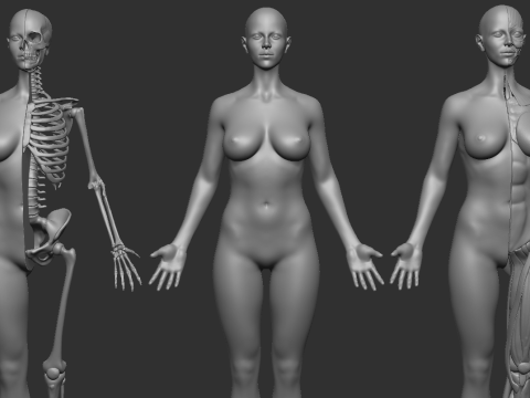 ECORCHE FEMALE - ANATOMIA MUJER Modelo de Impressão 3D