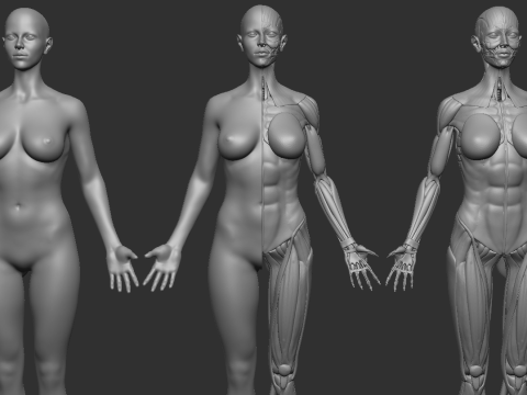 ECORCHE FEMALE - ANATOMIA MUJER Modelo de Impressão 3D